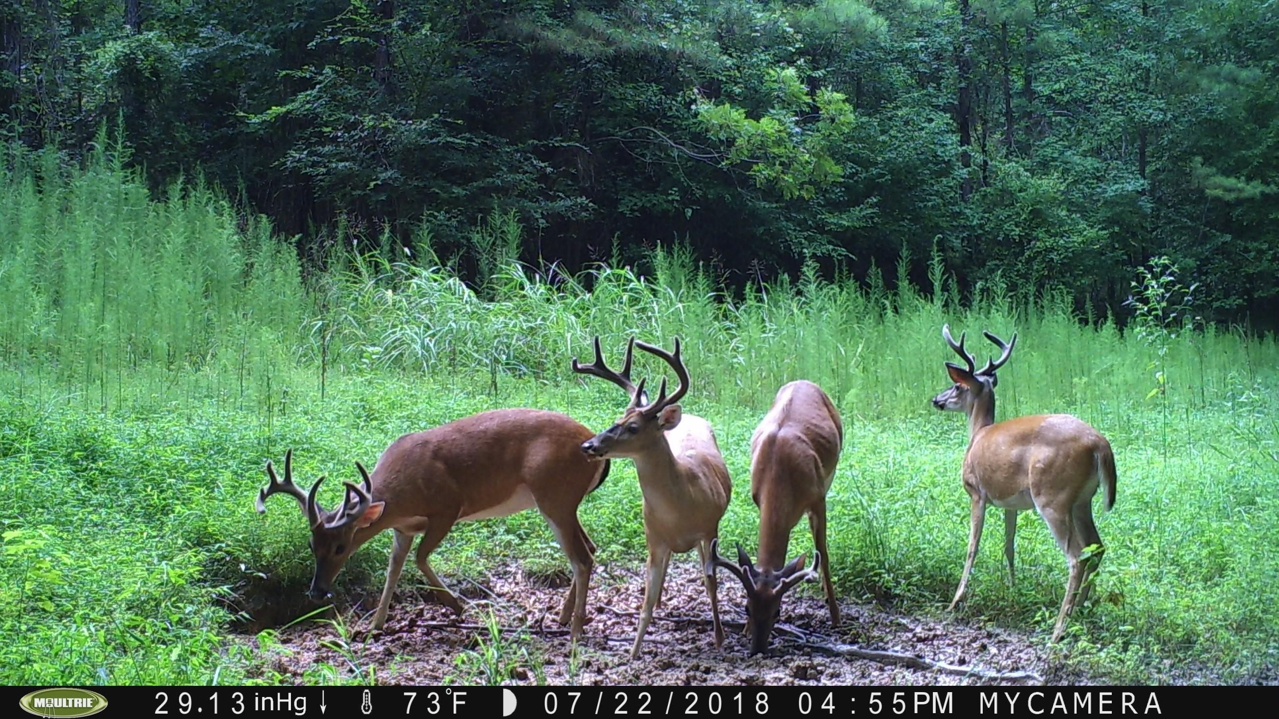 126 acres in Hickory Grove, SC, 29717 LandWatch