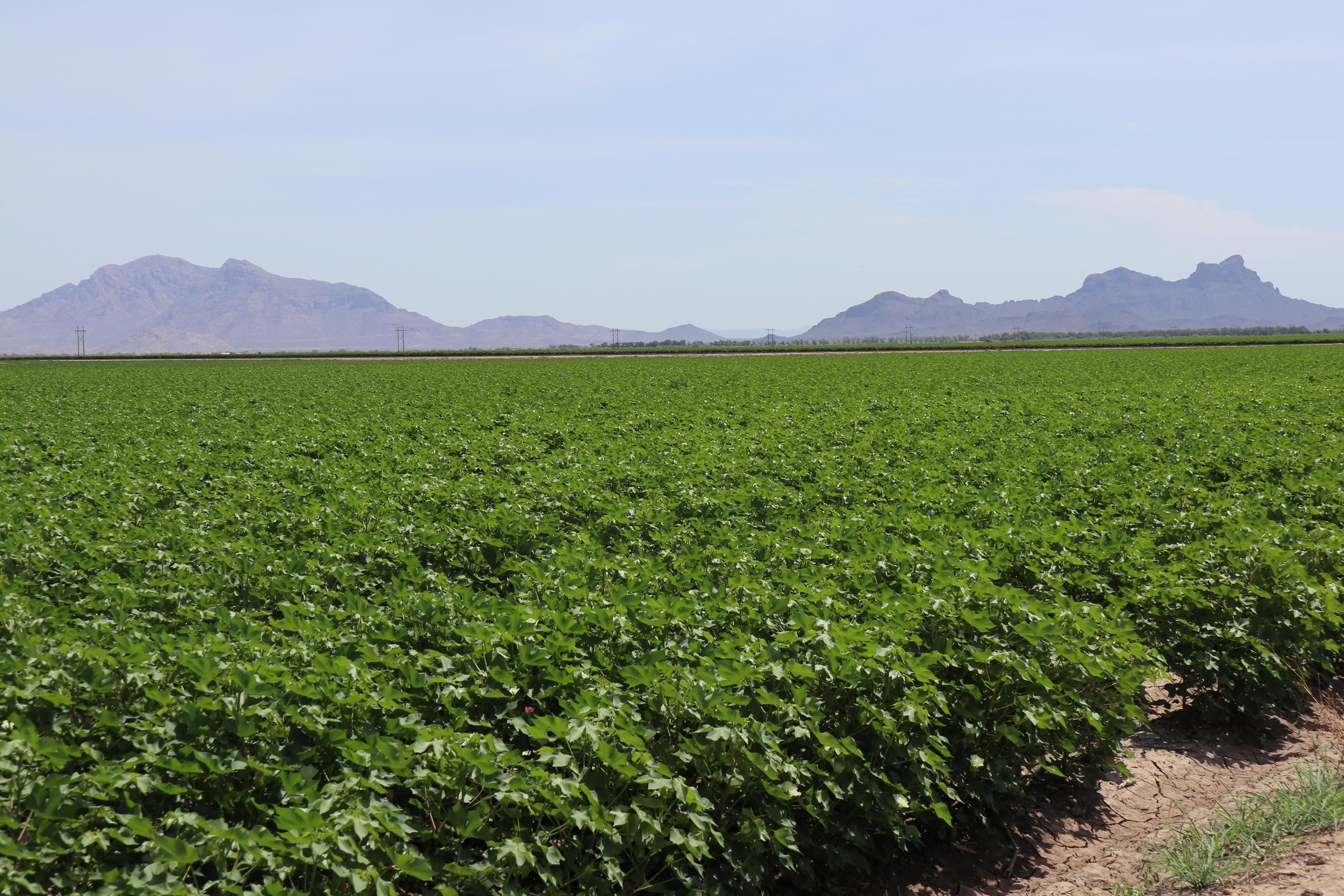 Eloy, Pinal County, AZ Farms and Ranches, Undeveloped Land for sale