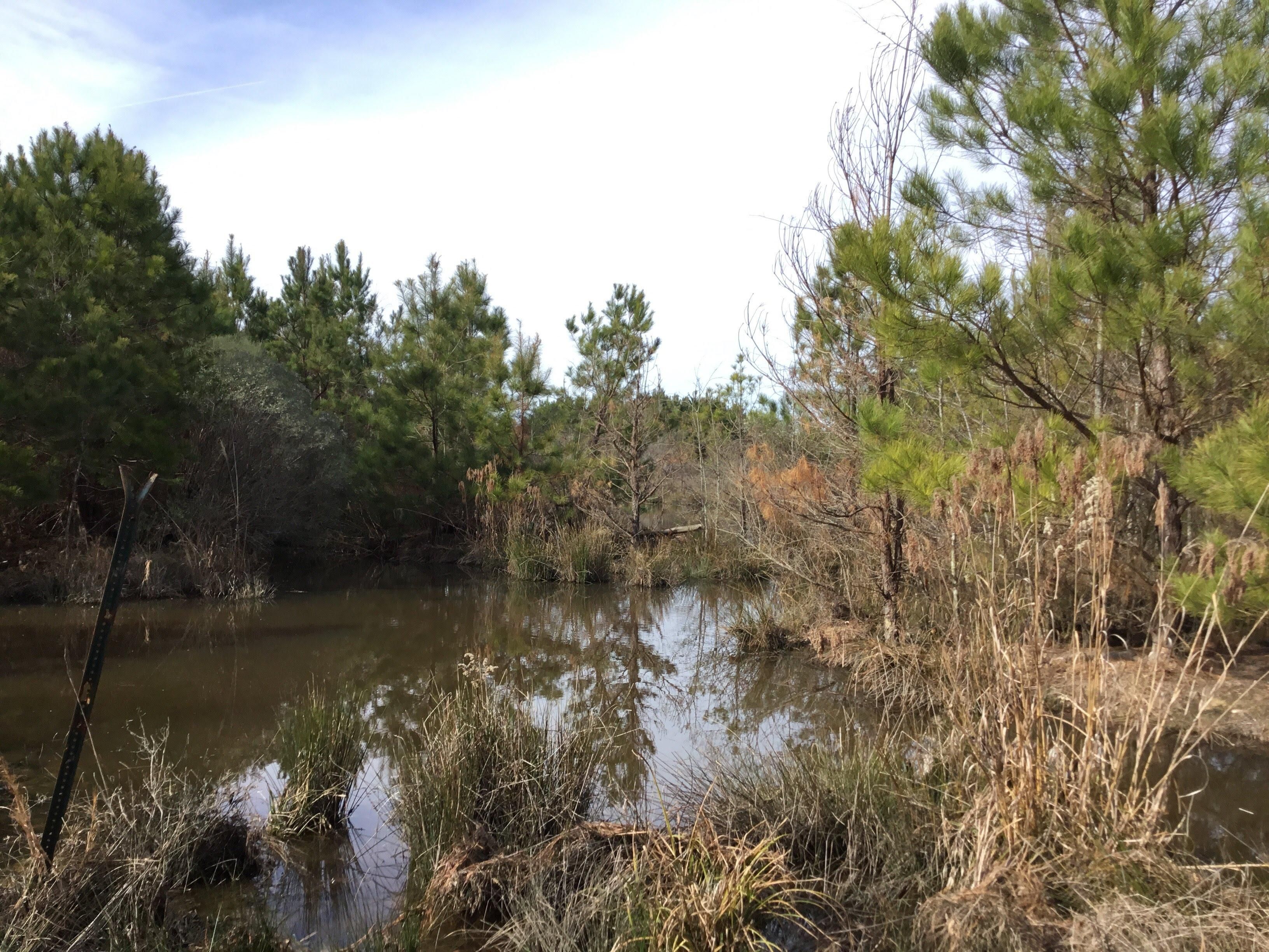 New Hope, Hempstead County, AR Recreational Property, Timberland
