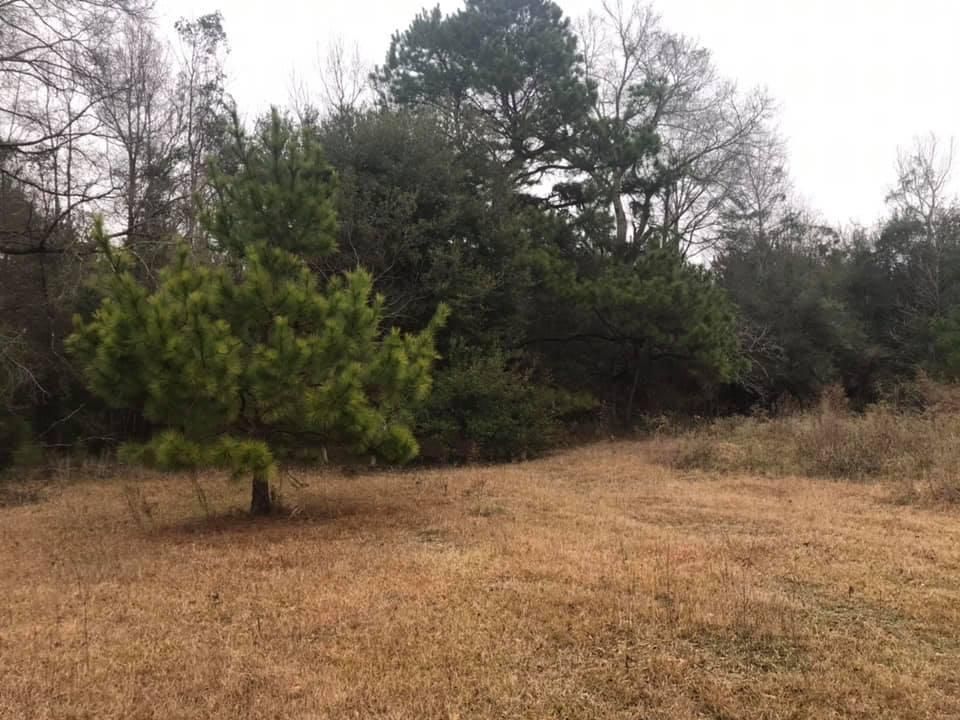 Hillister, Tyler County, TX Farms and Ranches, Horse Property for sale