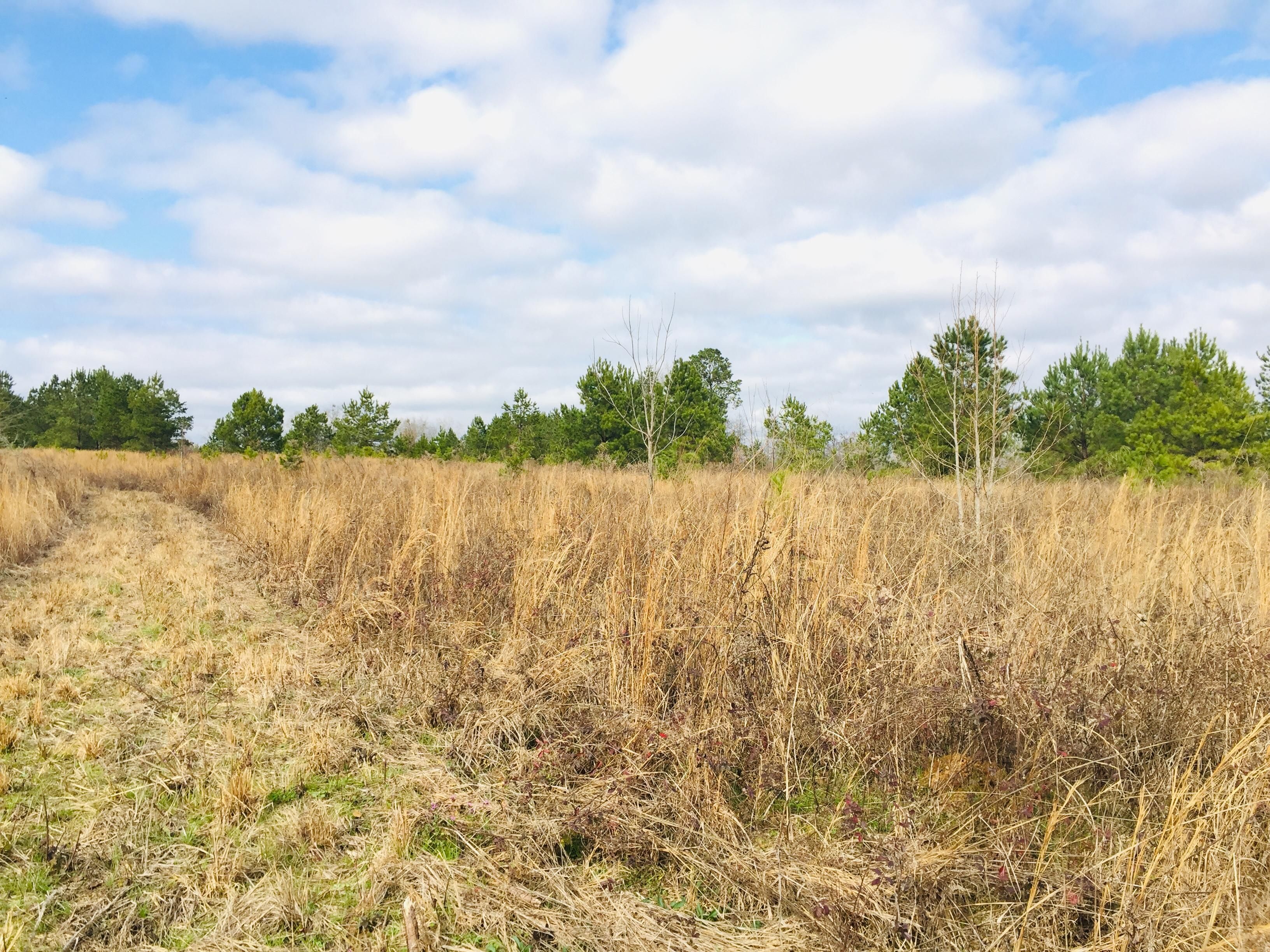 Cuthbert, Randolph County, GA Recreational Property, Timberland