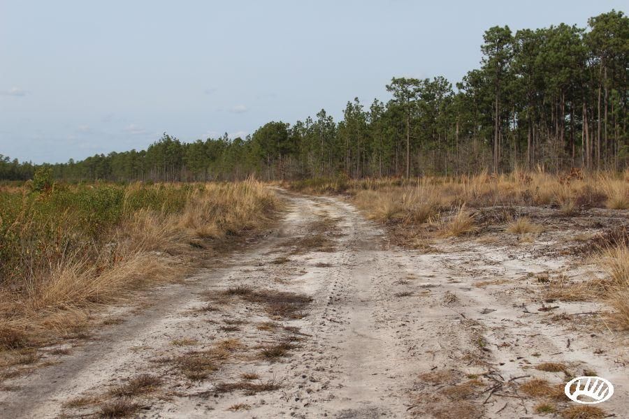 Ammon, Bladen County, NC Recreational Property, Timberland Property