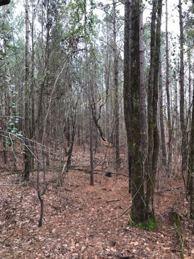 Ripley, Tippah County, MS Recreational Property, Timberland Property