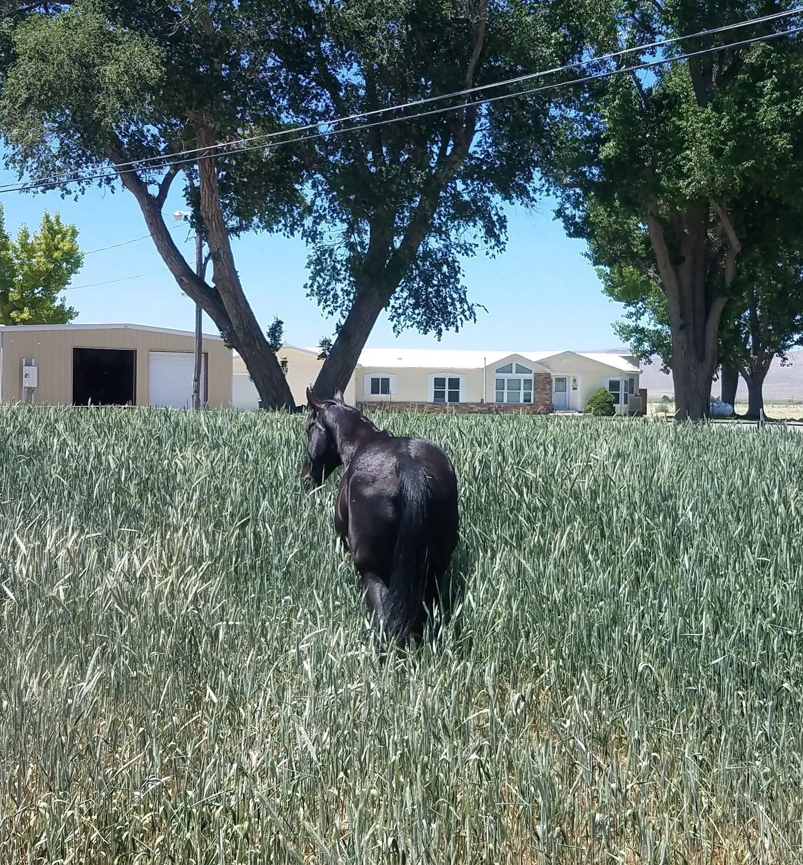 Lovelock, Pershing County, NV Farms and Ranches, Horse Property, House
