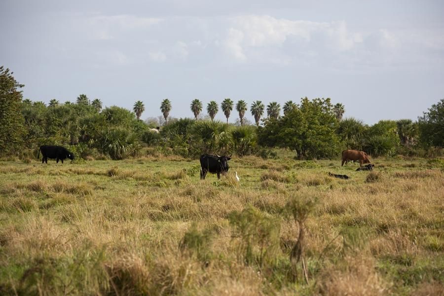 Okeechobee, Okeechobee County, FL Farms and Ranches, Undeveloped Land