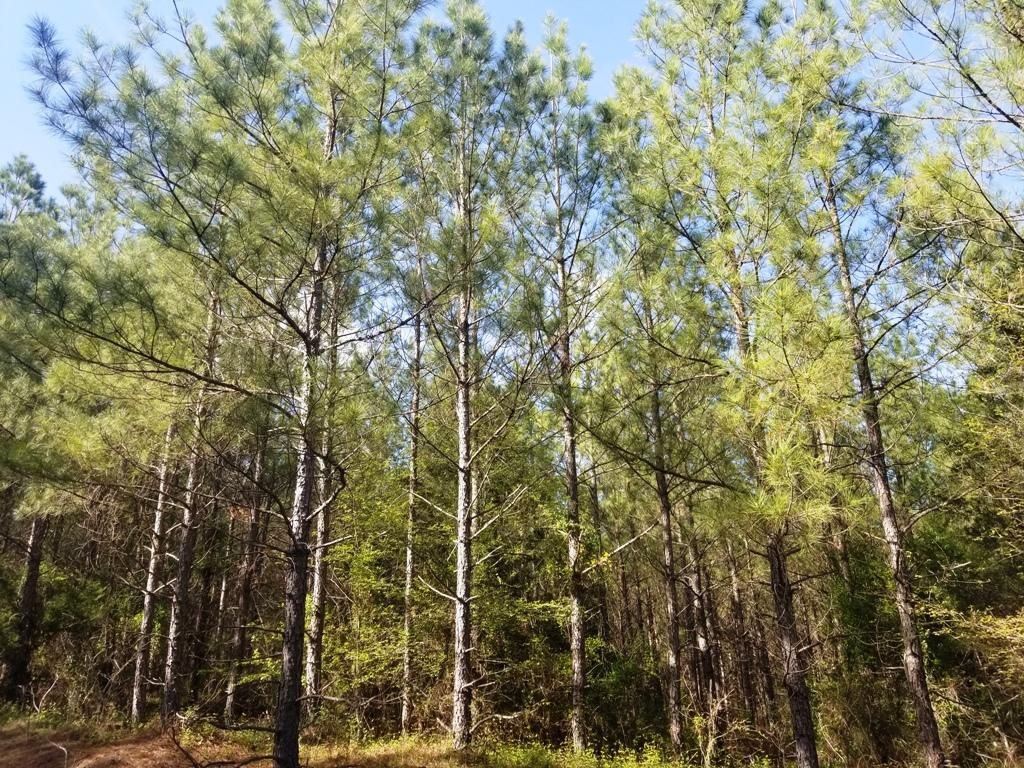 Peachland, Anson County, NC Recreational Property, Timberland Property