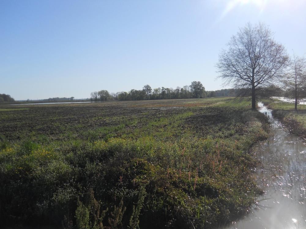 Doddsville, Bolivar County, MS Farms and Ranches, Undeveloped Land for