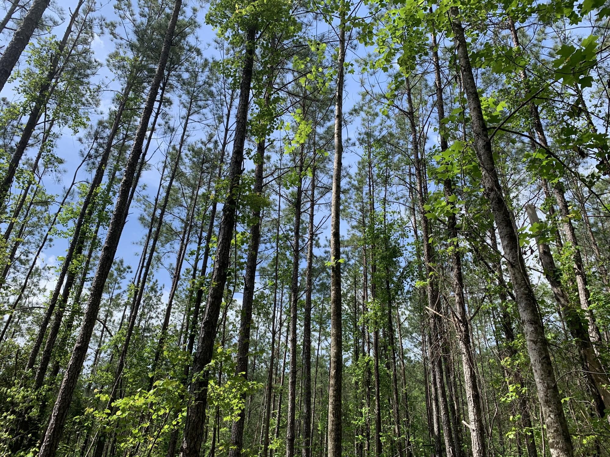 Clanton, Chilton County, AL Recreational Property, Timberland Property
