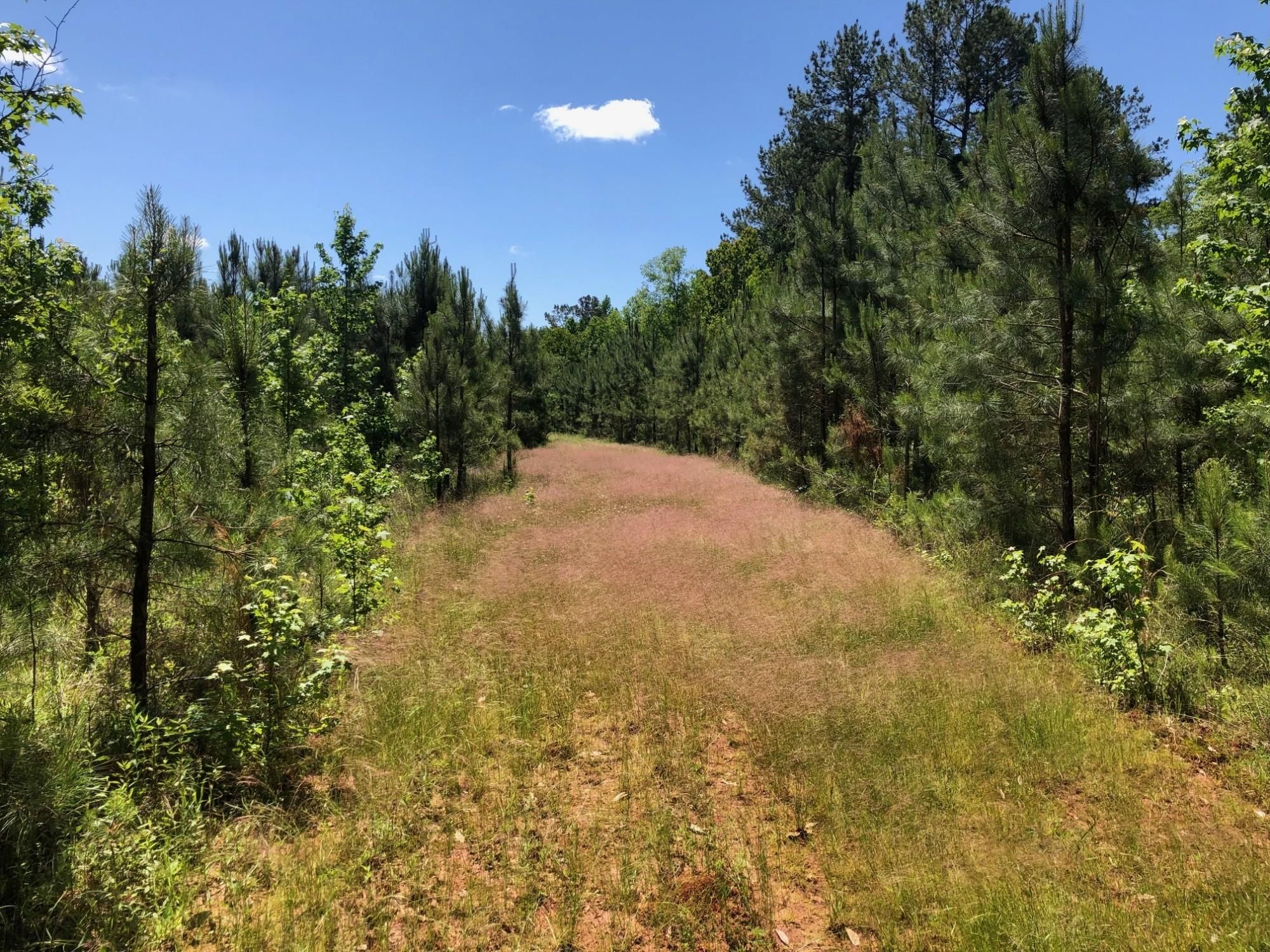 Greenville, Butler County, AL Timberland Property, Hunting Property for
