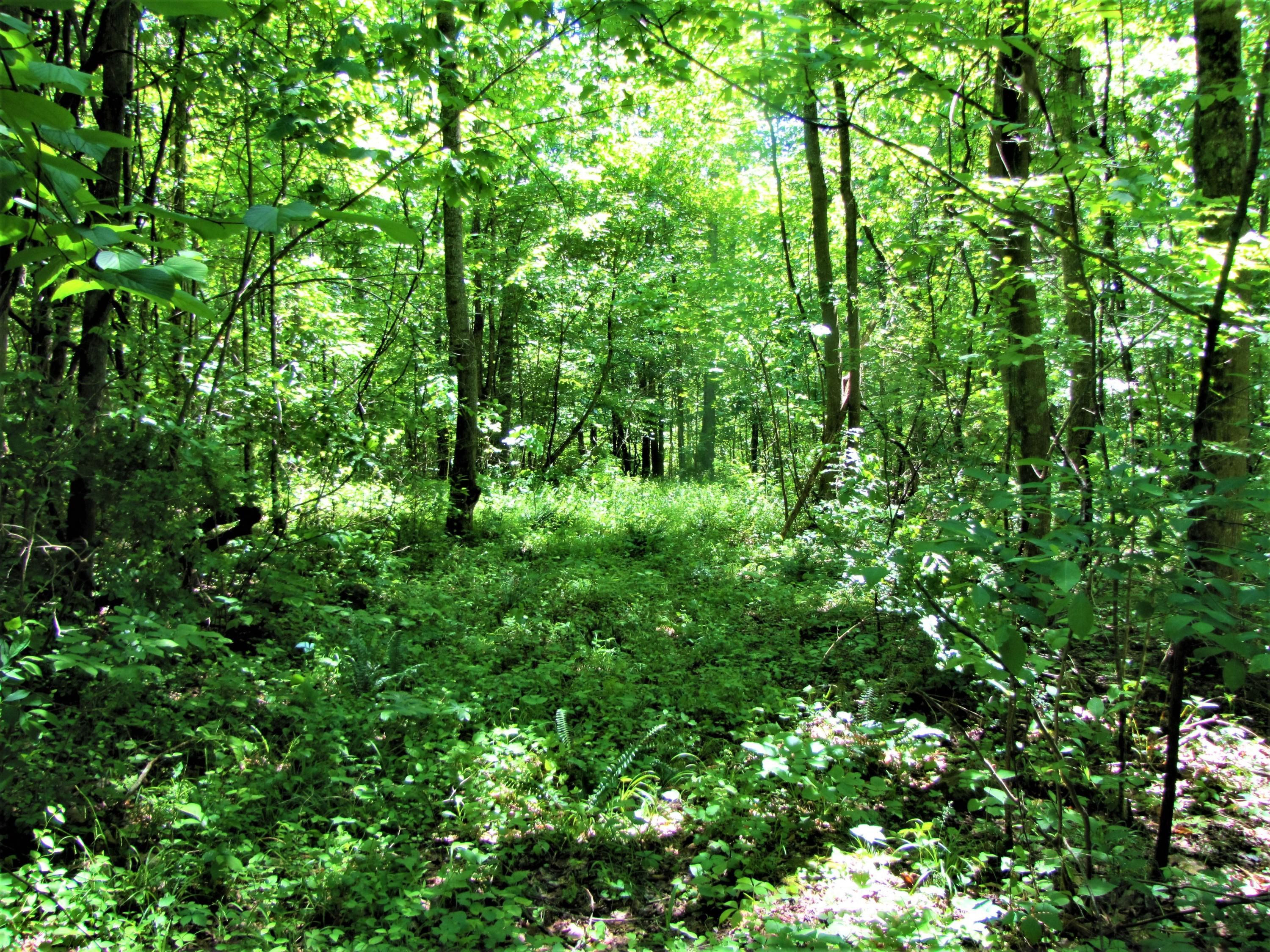 Fort Spring, Greenbrier County, WV Undeveloped Land for sale Property