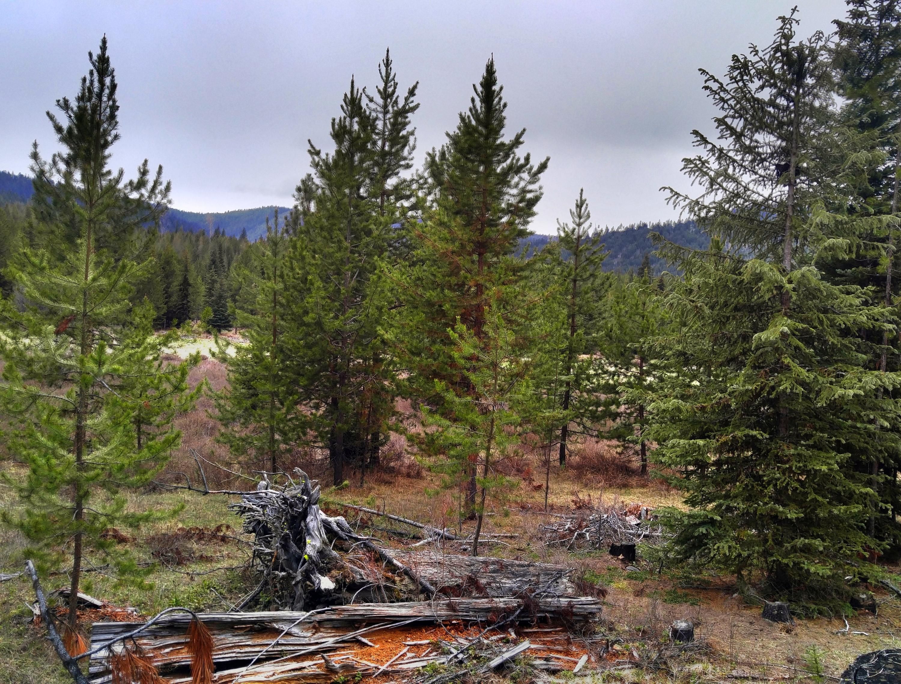 Libby, Lincoln County, MT Undeveloped Land for sale Property ID