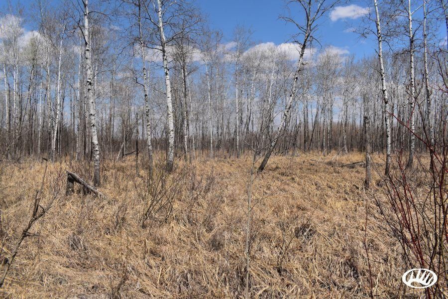 Lake Bronson, Kittson County, MN Recreational Property, Timberland