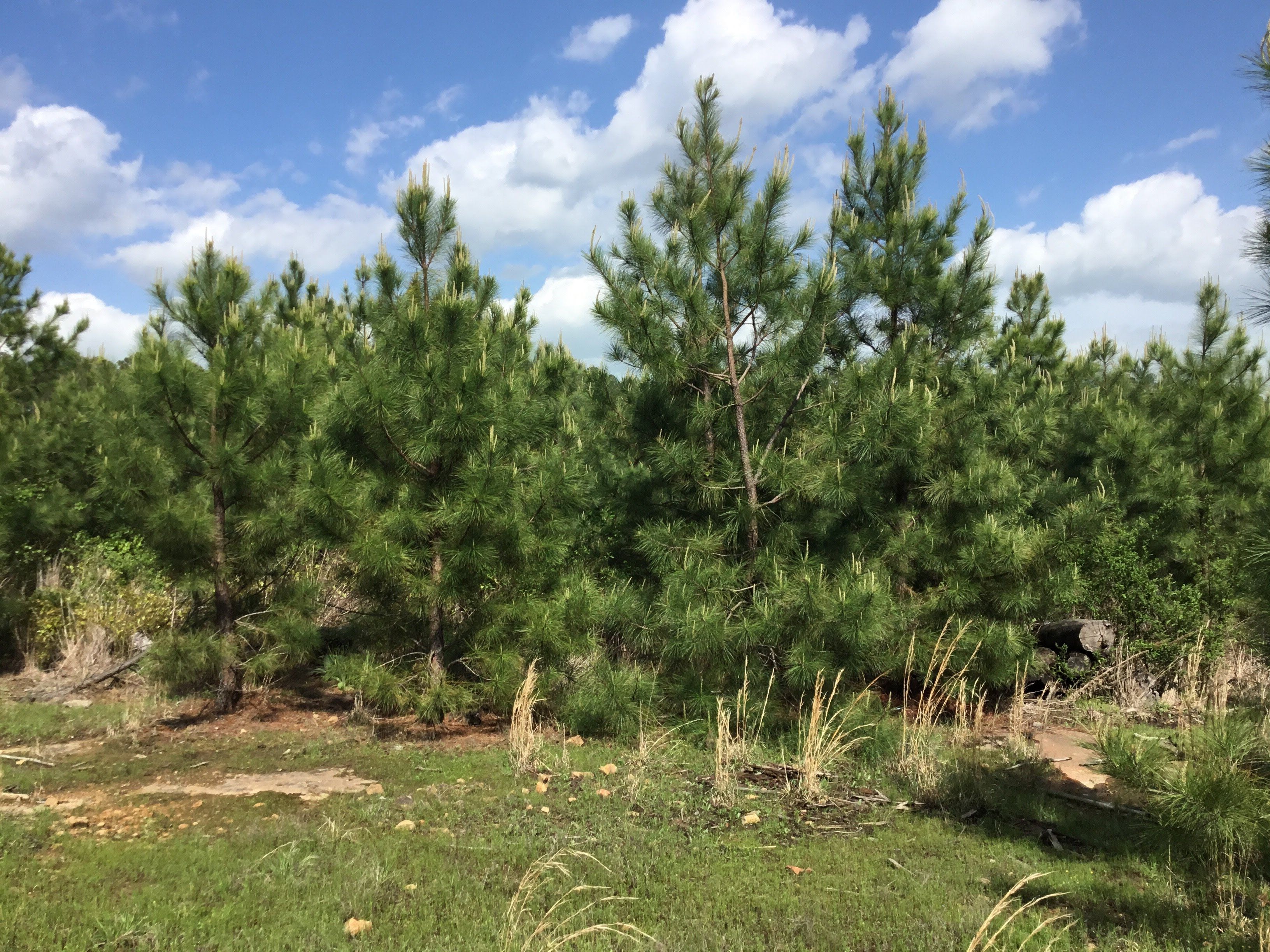 Mulberry, Franklin County, AR Recreational Property for sale Property