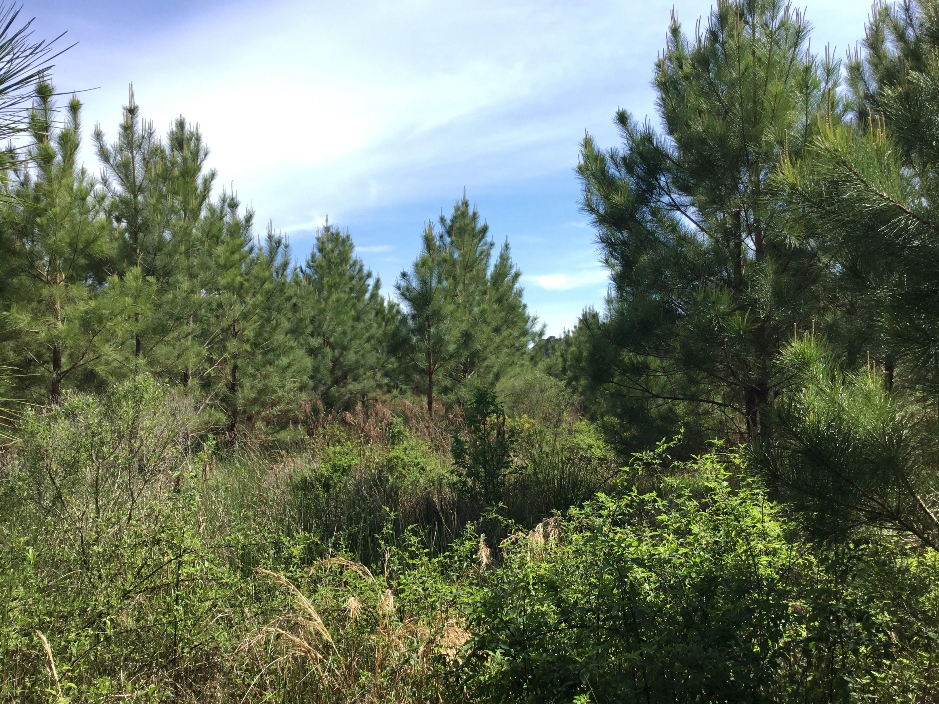 Poyen, Grant County, AR Recreational Property, Timberland Property for sale Property ID