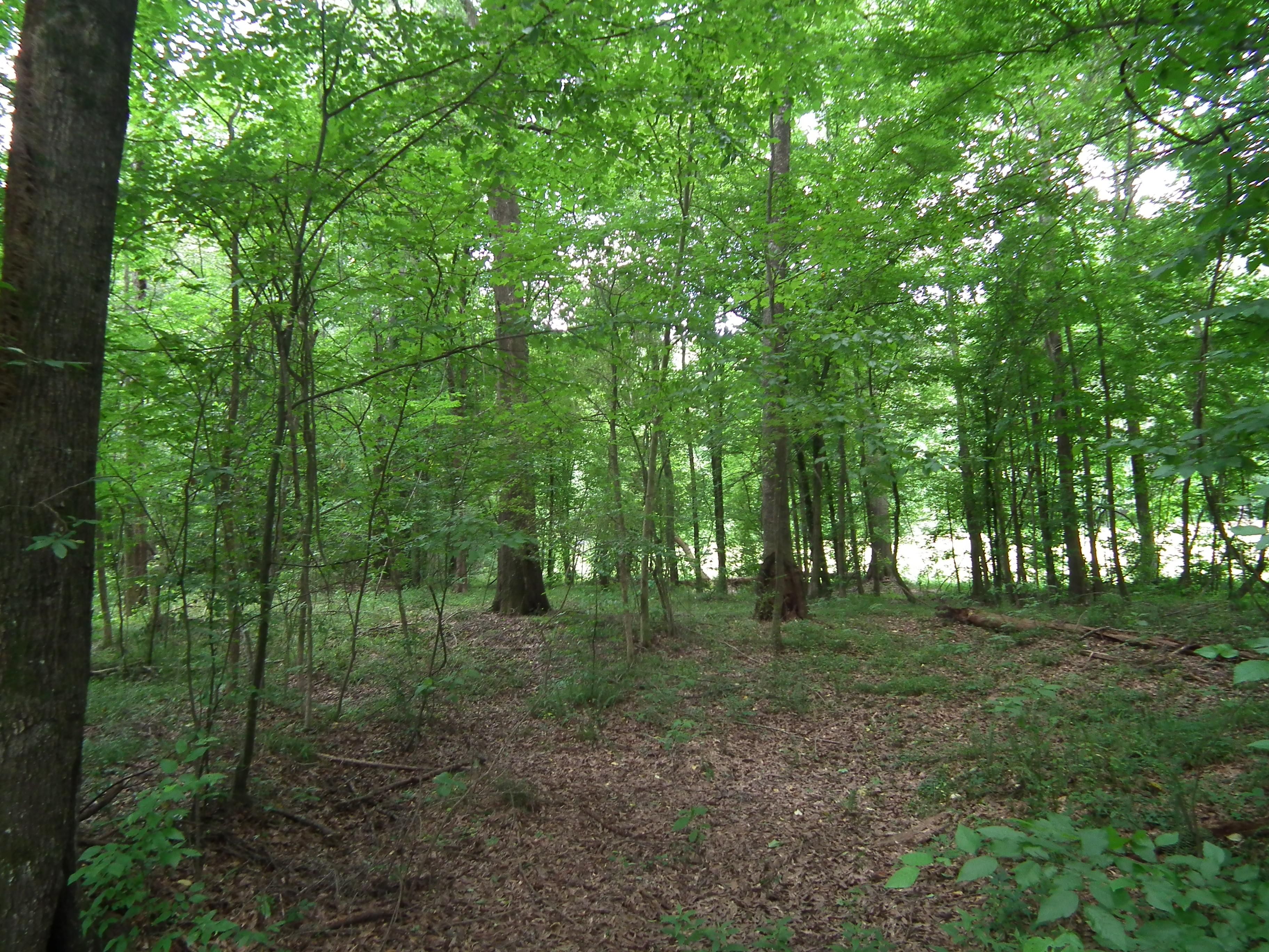 Pinola, Simpson County, MS Timberland Property, Hunting Property for