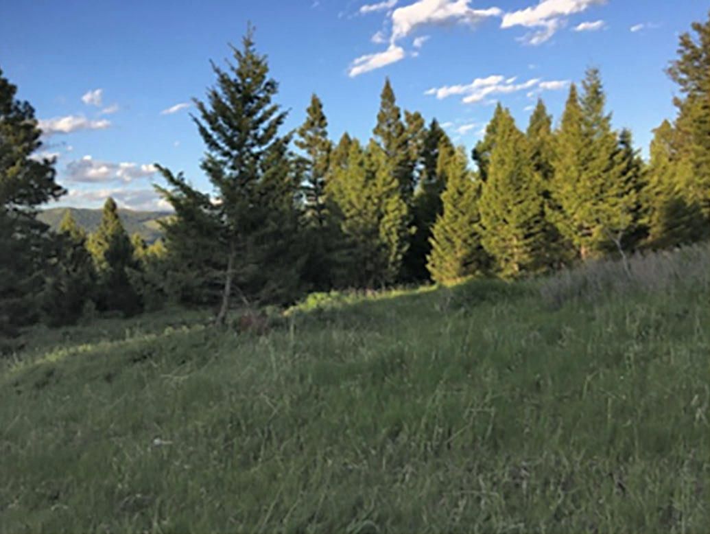 Helmville, Powell County, MT Undeveloped Land for sale Property ID