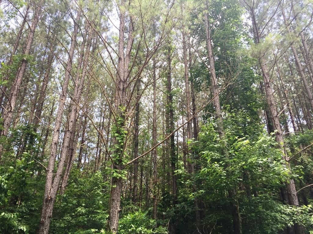 McKenzie, Carroll County, TN Recreational Property, Timberland Property