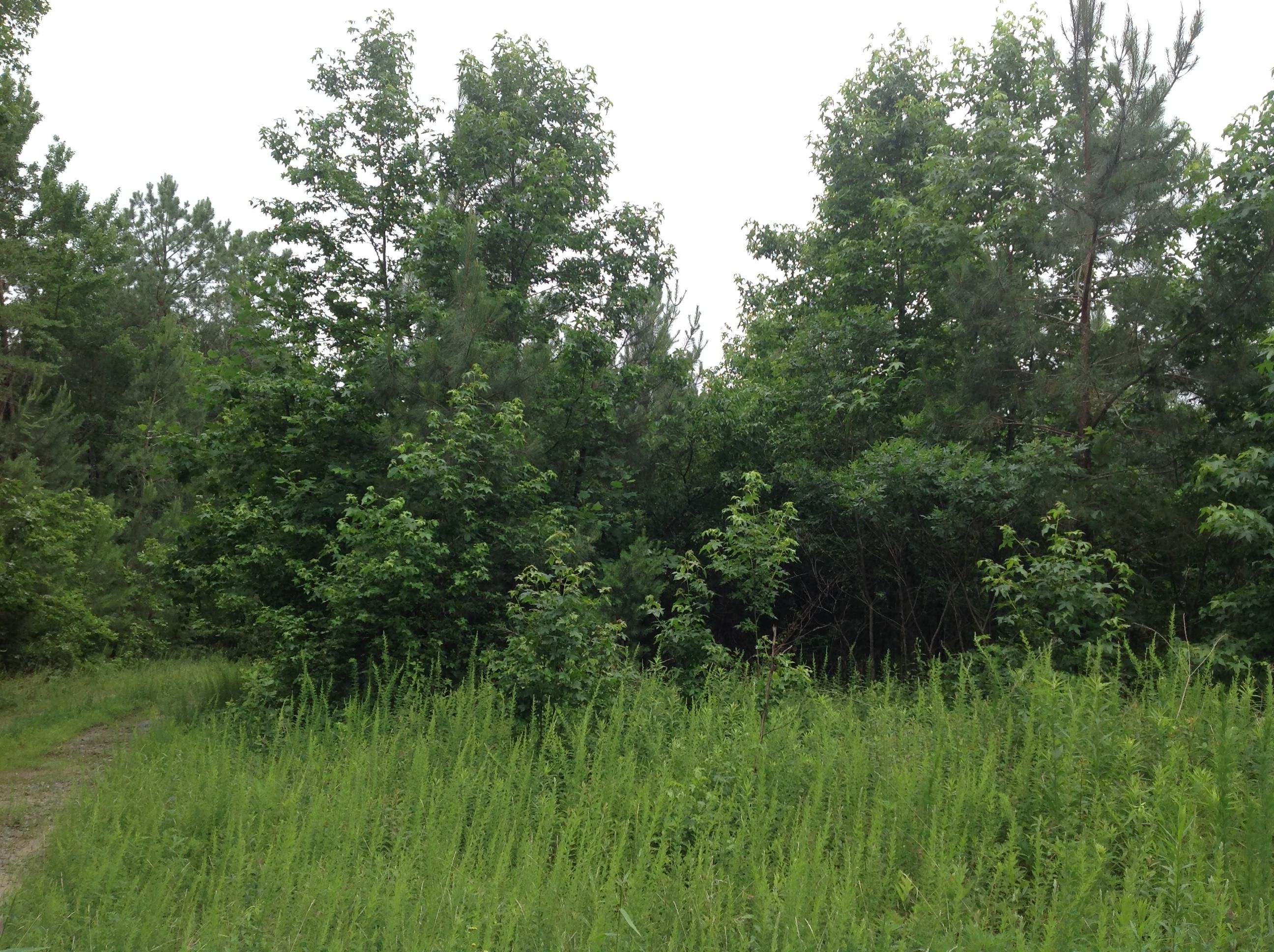 Jamaica, Middlesex County, VA Recreational Property, Timberland