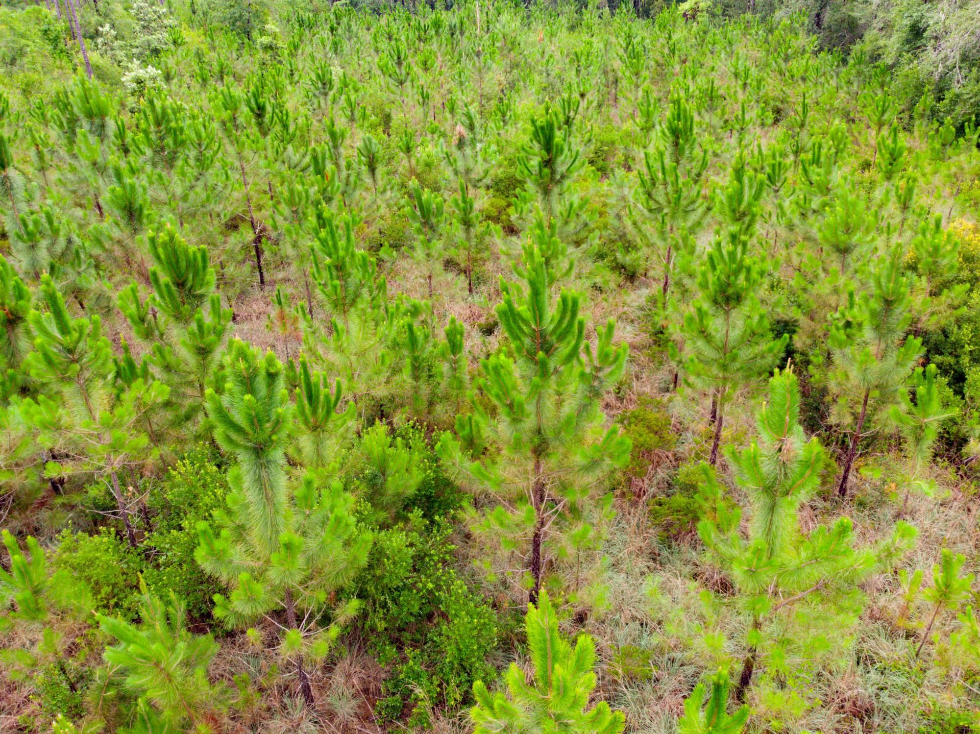 Telogia, Liberty County, FL Recreational Property, Timberland Property