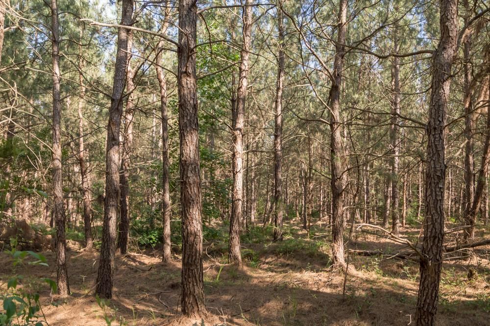 Ivanhoe, Pender County, NC Recreational Property, Timberland Property