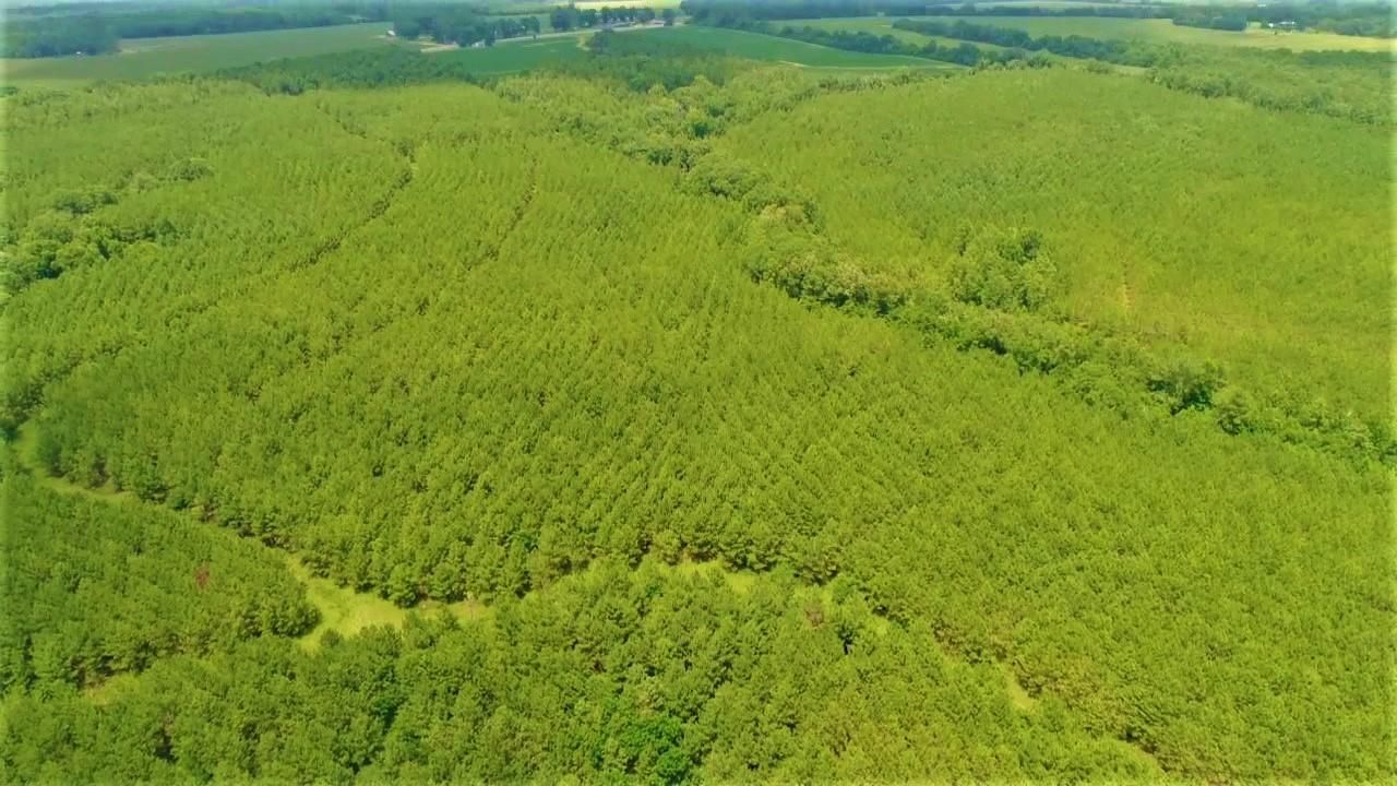 Richland, ster County, GA Recreational Property, Timberland Property, Hunting Property for