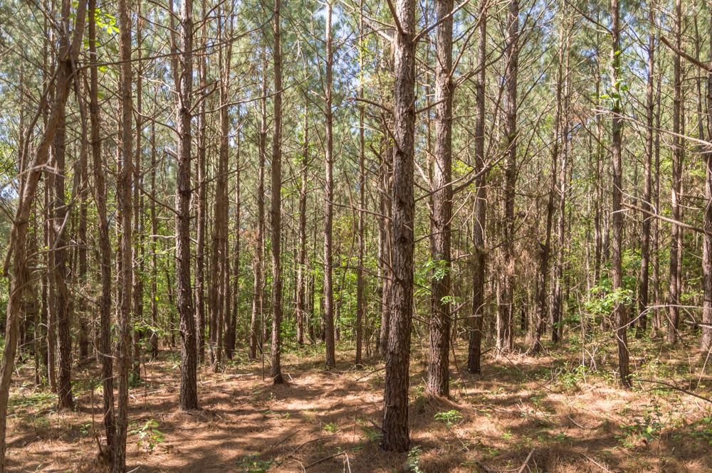 Cartledge Creek Road, Ellerbe, NC 28338 MLS RW 2742 C LandWatch