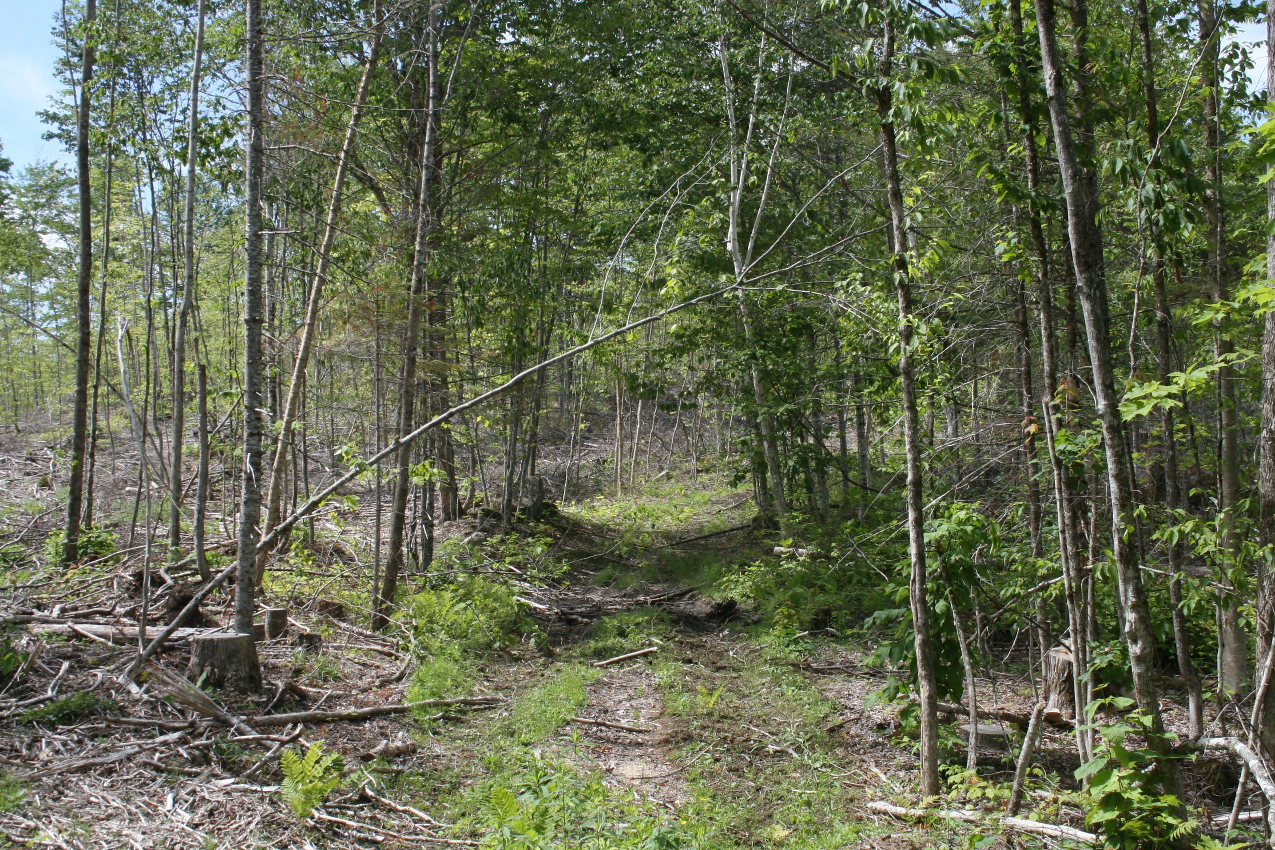 Linneus, Aroostook County, ME Undeveloped Land for sale Property ID 335707490 LandWatch