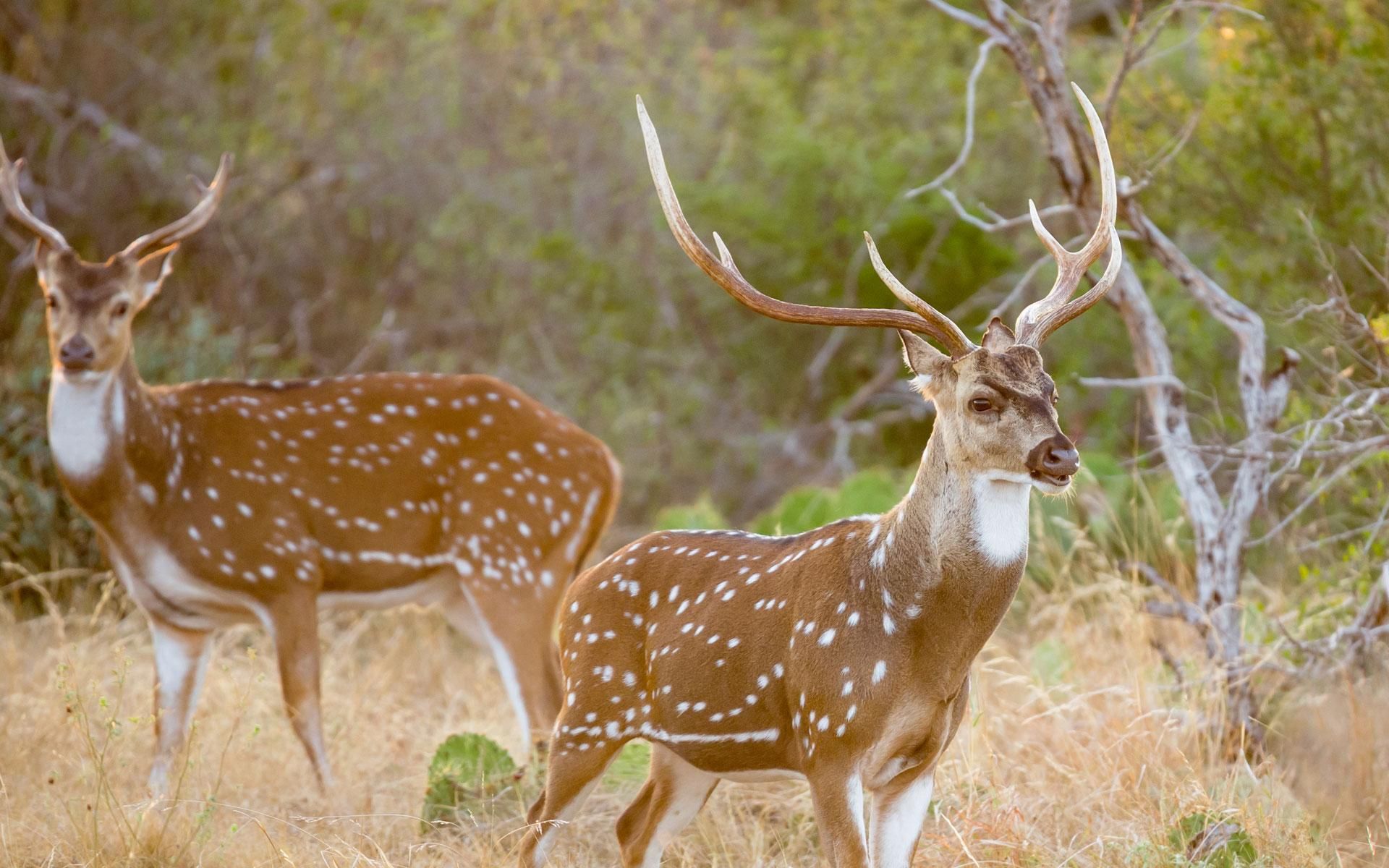 Rocksprings, Edwards County, TX Farms and Ranches, Recreational