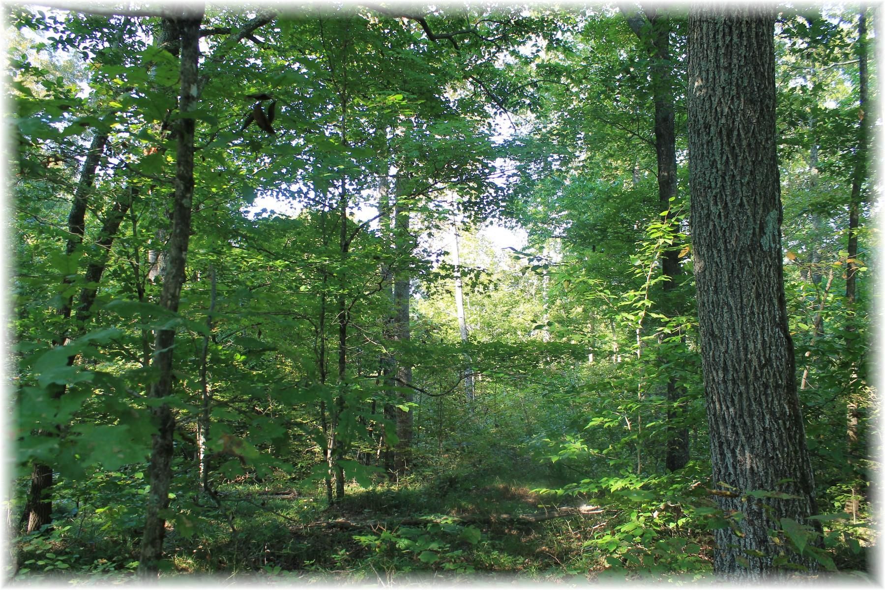 Pegram, Cheatham County, TN Undeveloped Land for sale Property ID