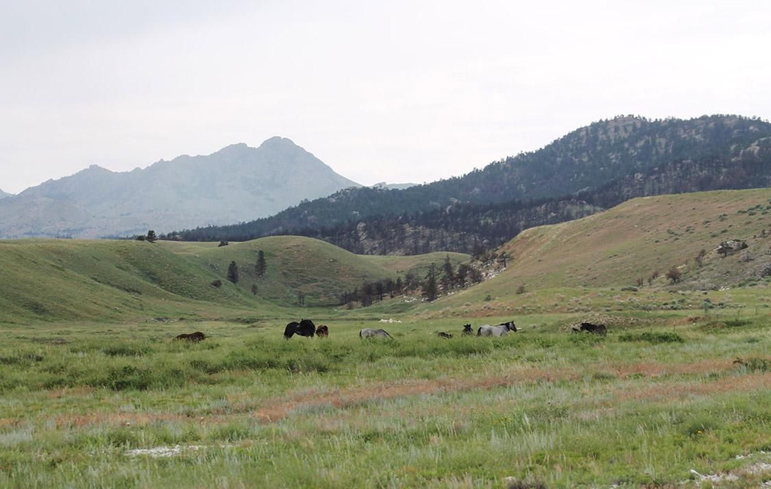 Wheatland, Platte County, WY Farms and Ranches, Horse Property for sale