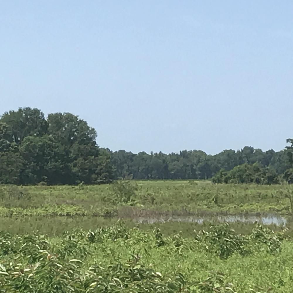 Bastrop, Morehouse Parish, LA Recreational Property, Timberland