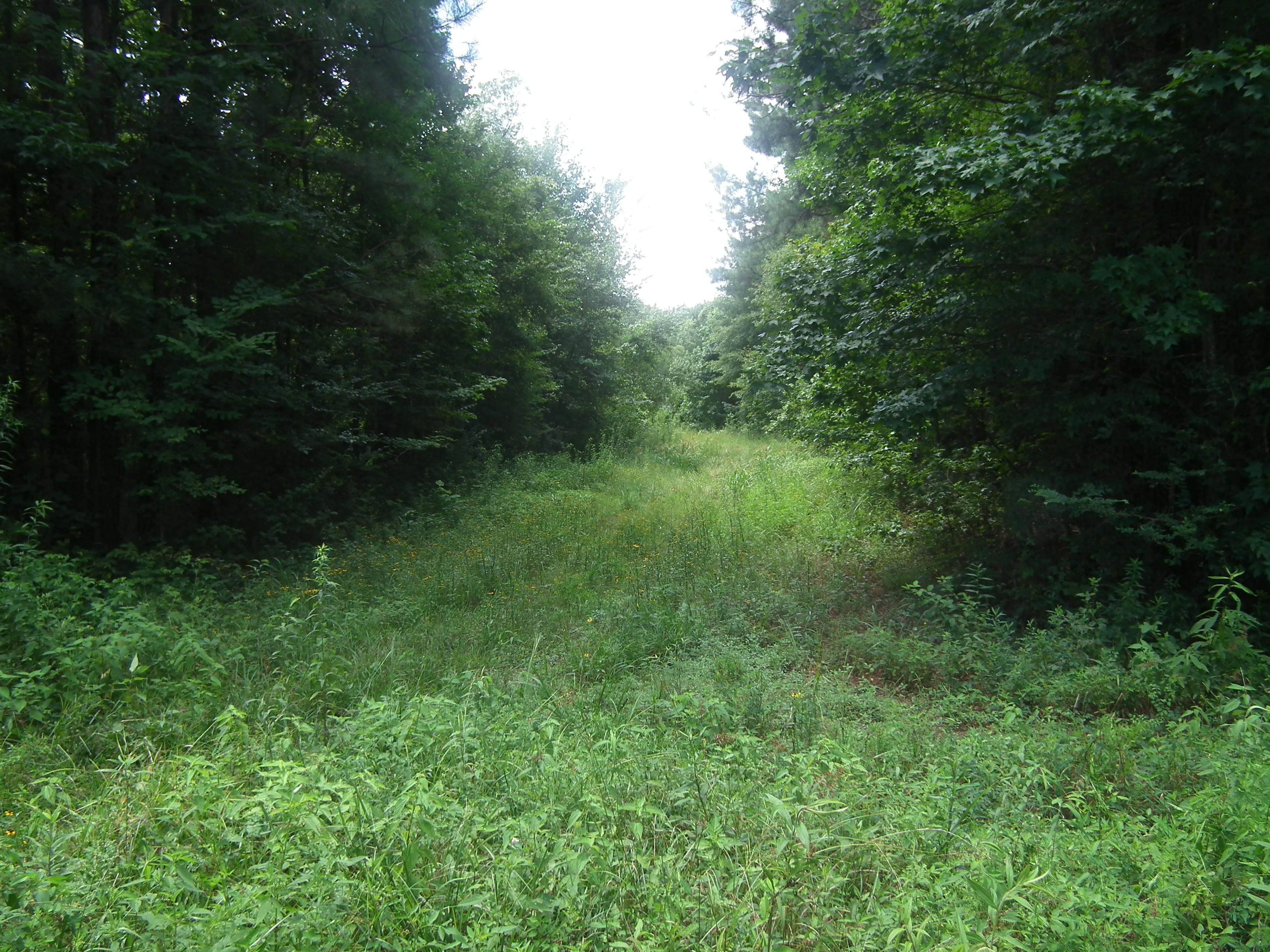 Carthage, Leake County, MS Recreational Property, Timberland Property