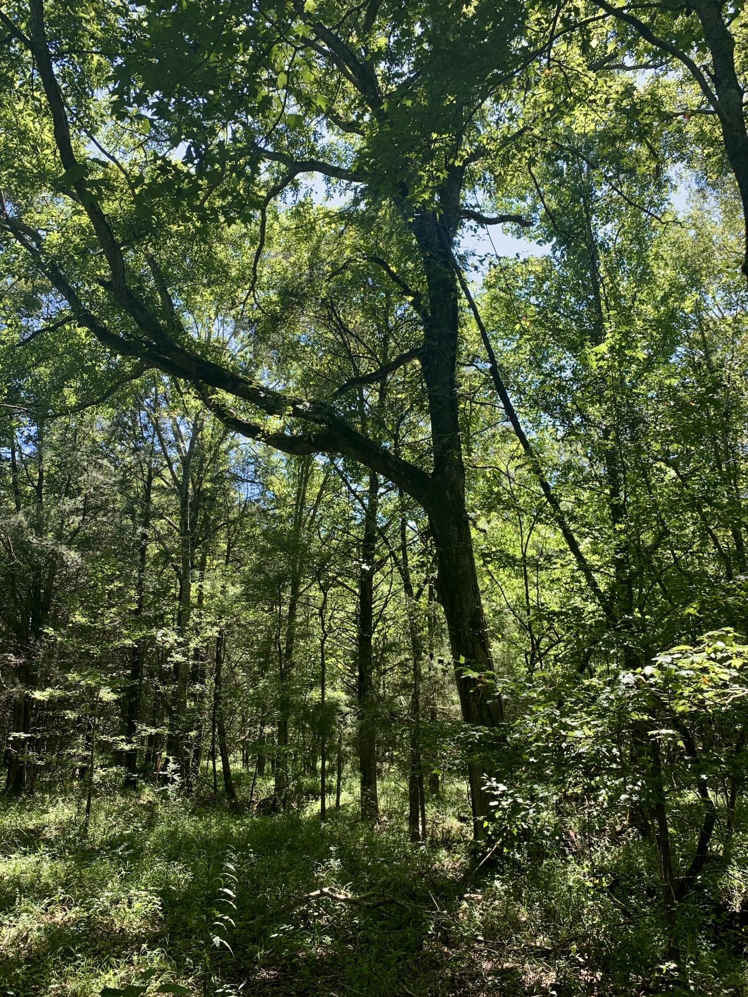 Emelle, Sumter County, AL Recreational Property, Timberland Property