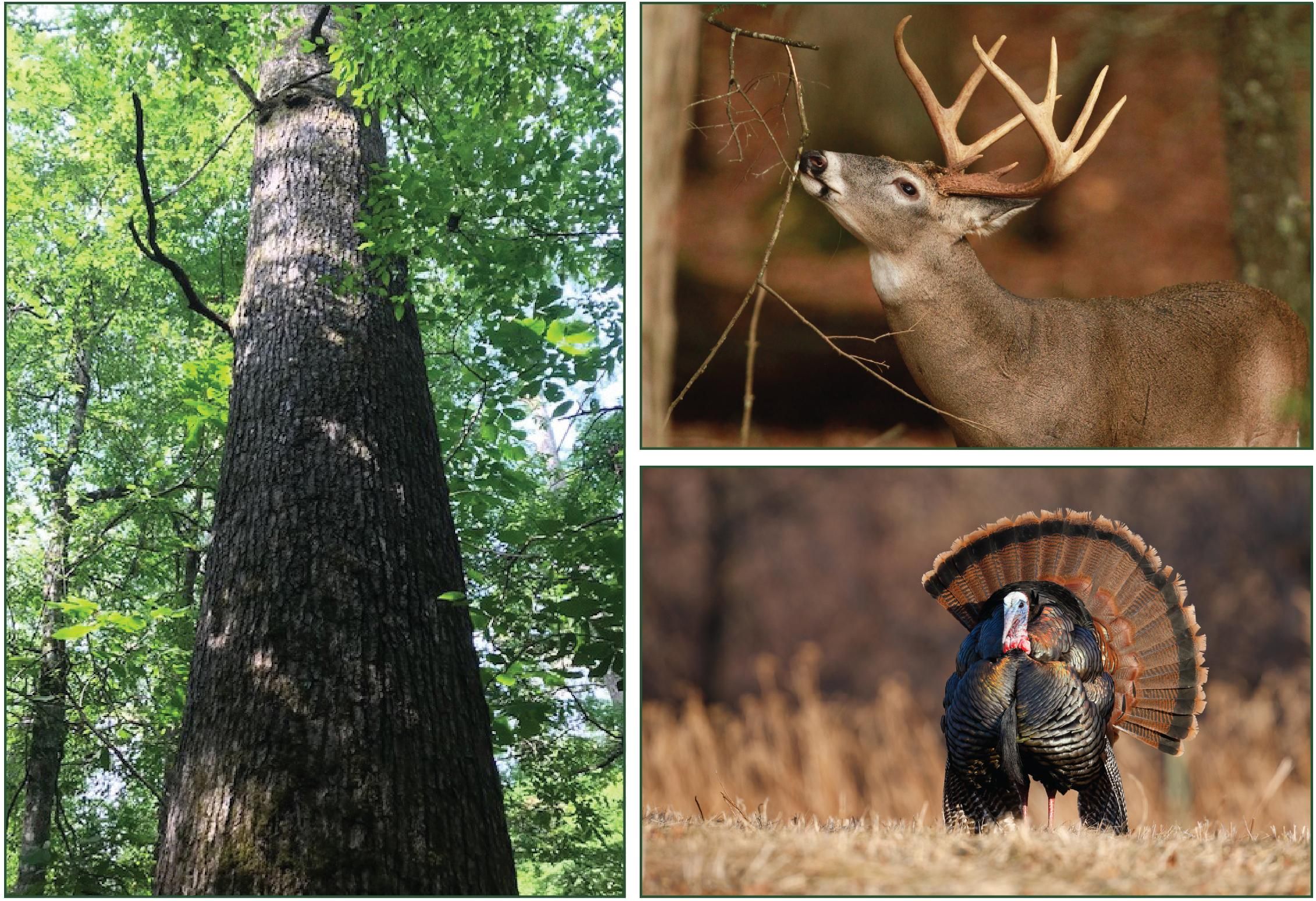 240 acres in Rison, AR, 71665 LandWatch