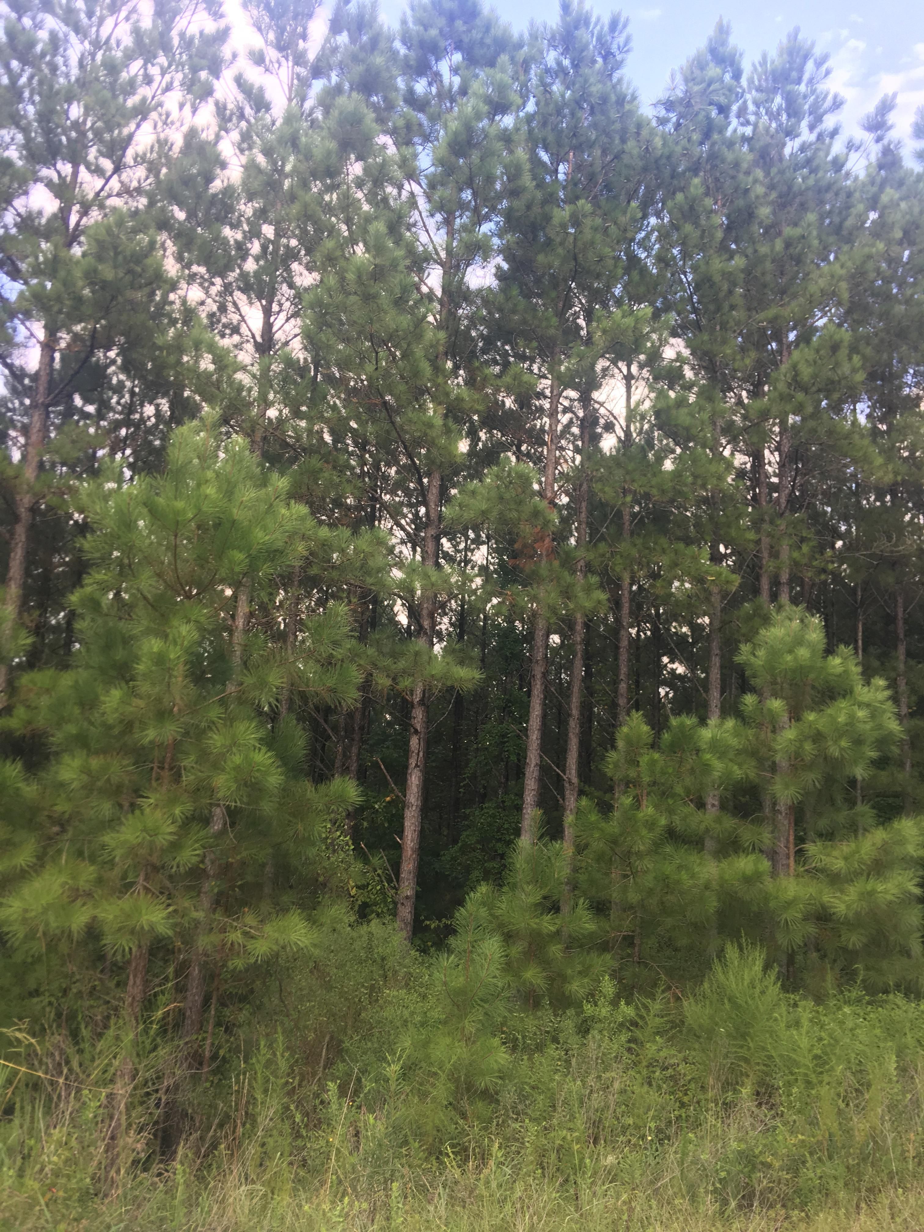 Brookwood, Tuscaloosa County, AL Recreational Property, Timberland