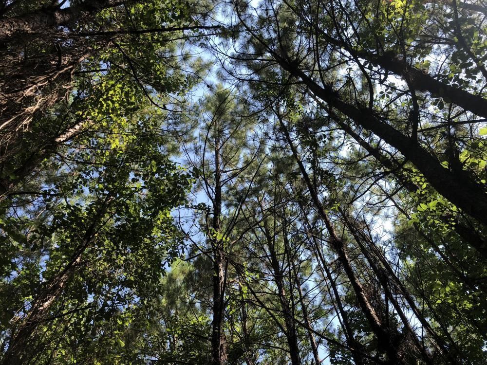 Repton, Conecuh County, AL Recreational Property, Timberland Property