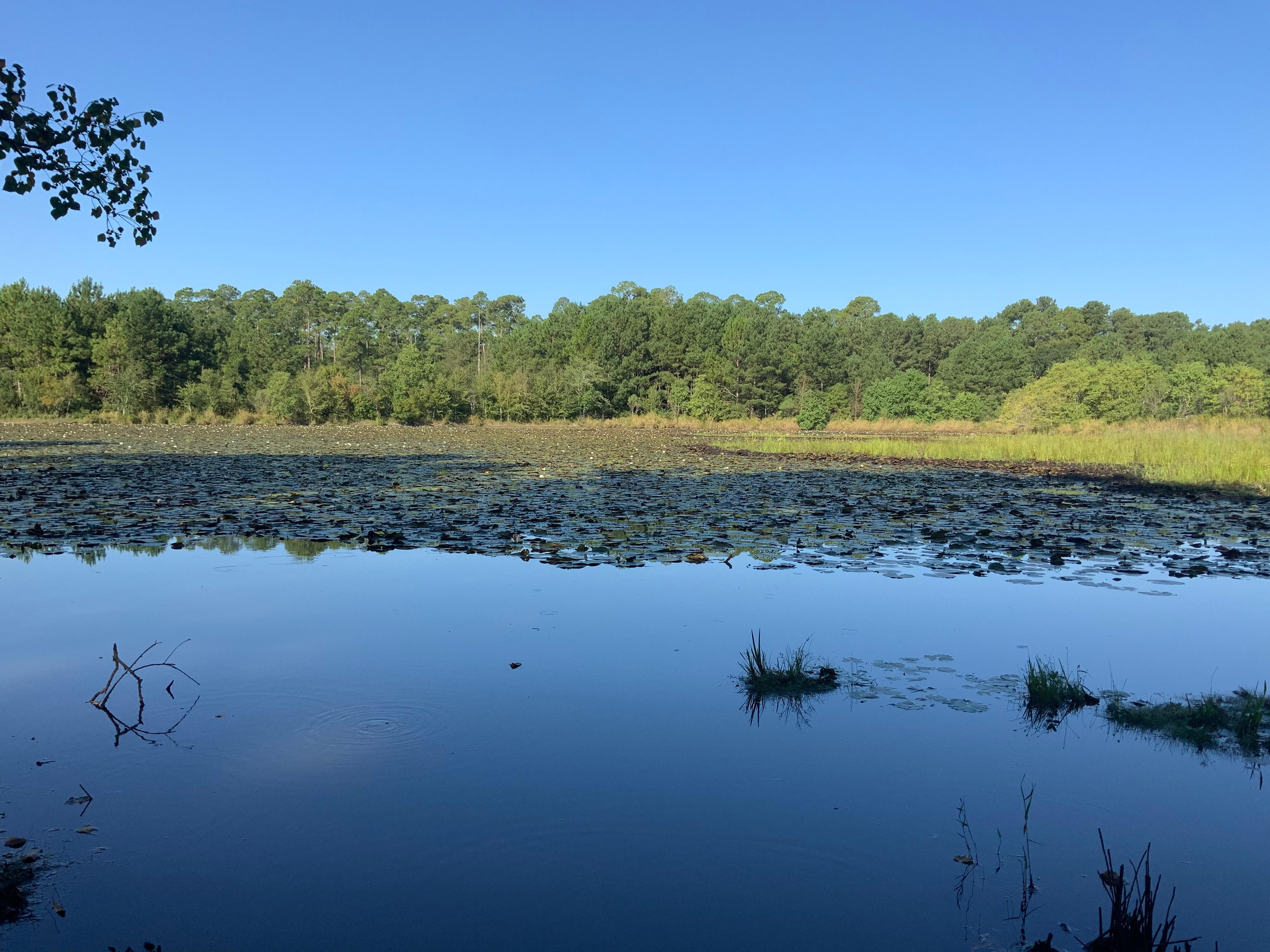 Moultrie, Colquitt County, GA Recreational Property, Timberland