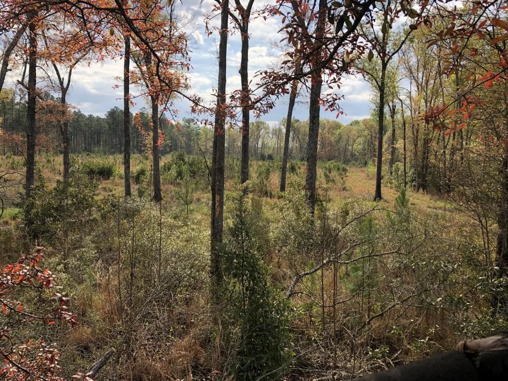 Pineland, Jasper County, SC Recreational Property, Timberland Property
