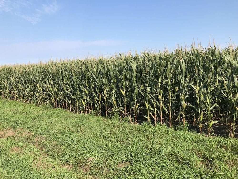 Bladen, Webster County, NE Farms and Ranches for sale Property ID