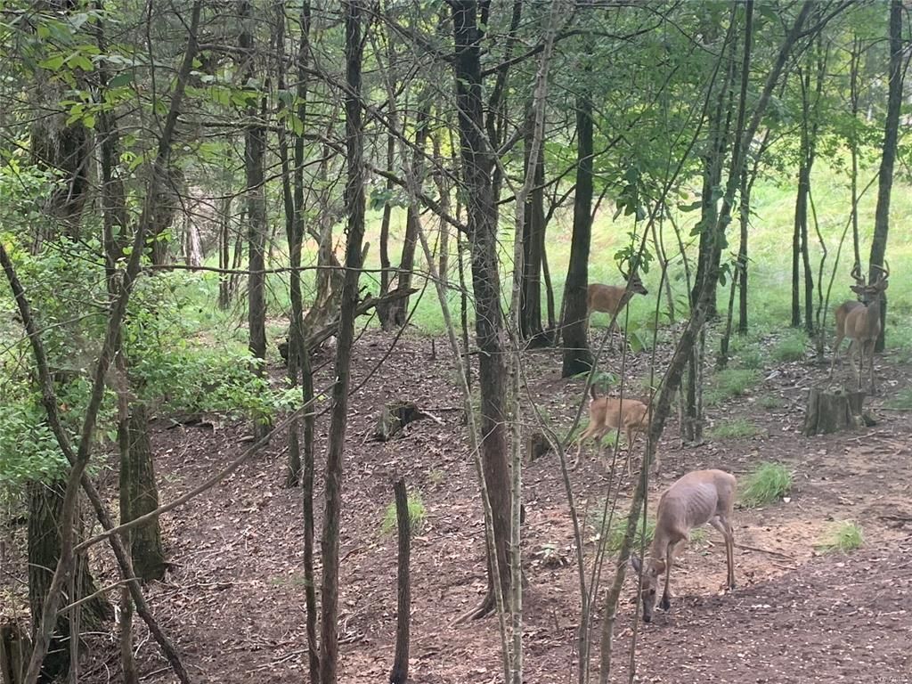 Catherine, Wilcox County, AL Undeveloped Land for sale Property ID