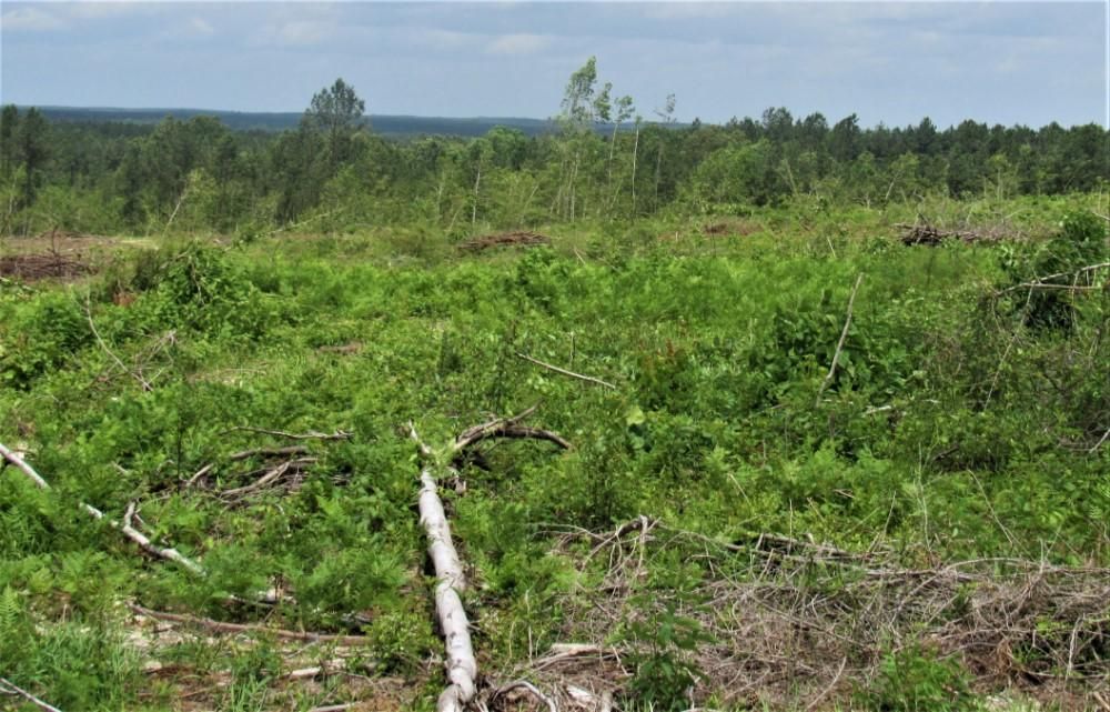 106 acres in Florien, LA, 71429 LandWatch
