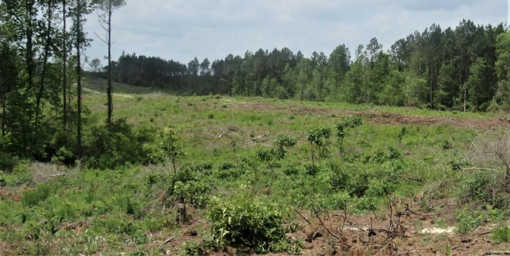 105 acres in Florien, LA, 71429 LandWatch