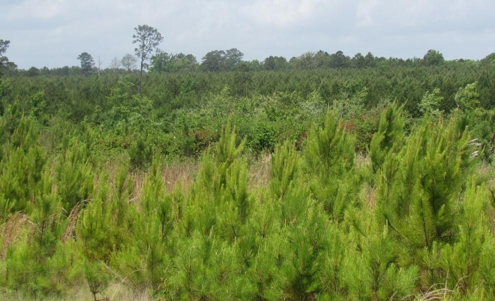 Florien, Sabine Parish, LA Recreational Property, Timberland Property