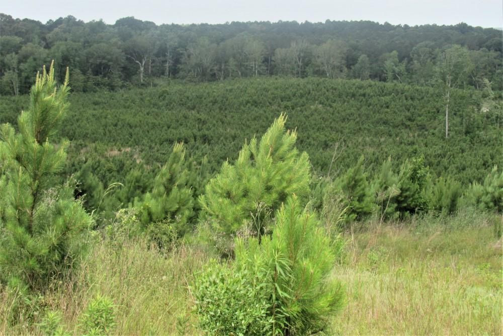 Florien, Sabine Parish, LA Recreational Property, Timberland Property