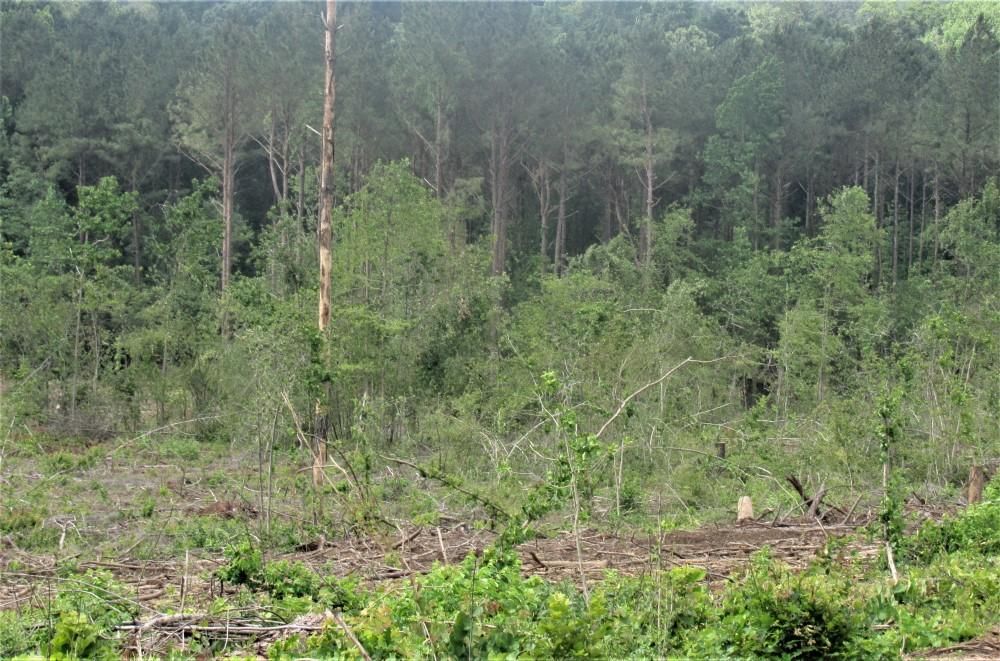 Florien, Sabine Parish, LA Recreational Property for sale Property ID