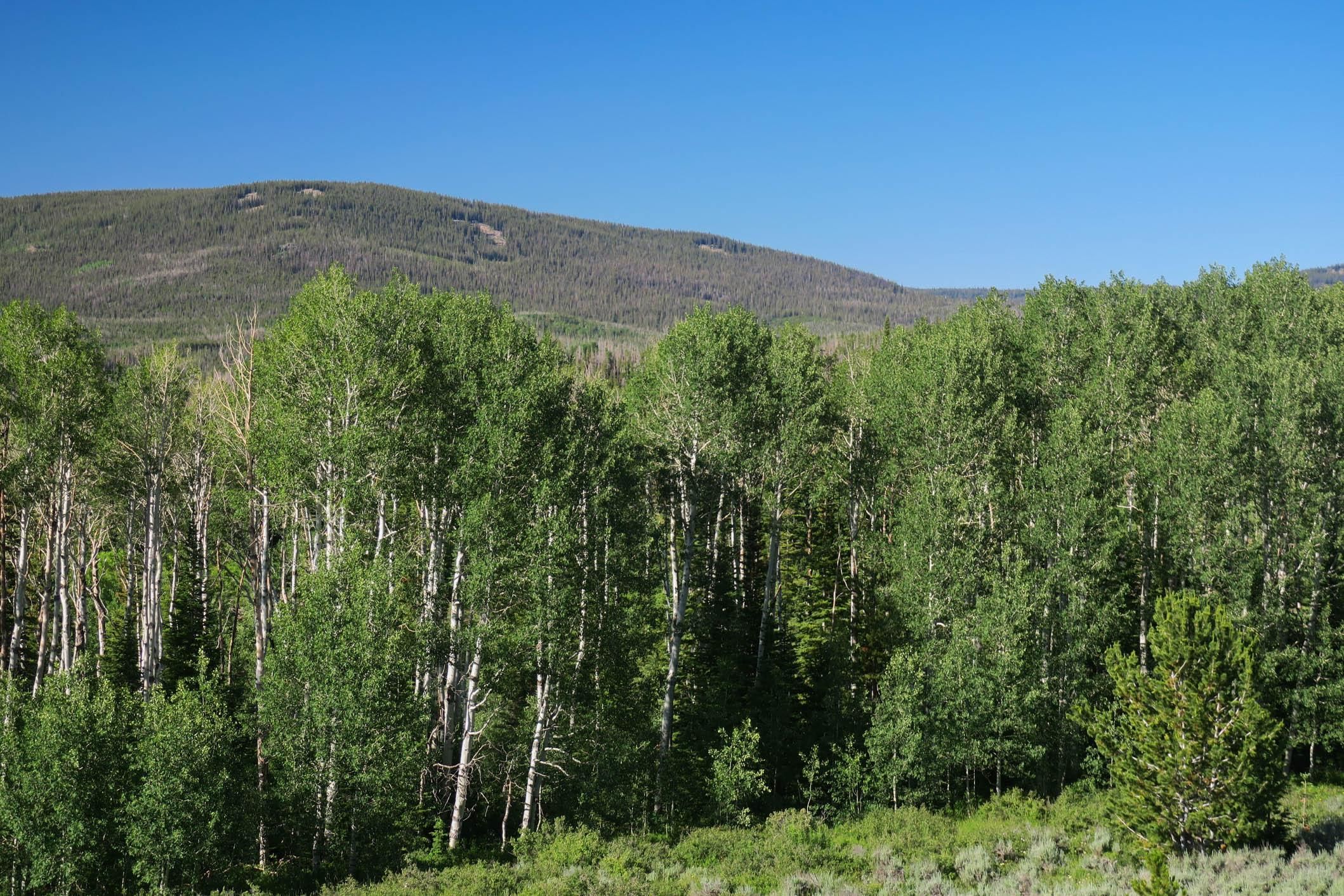 Encampment, Carbon County, WY Recreational Property, Undeveloped Land, Hunting Property for sale