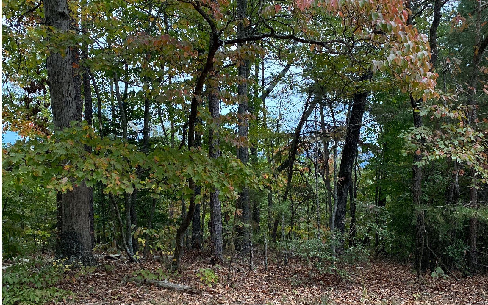 Ellijay, Gilmer County, GA Undeveloped Land for sale Property ID