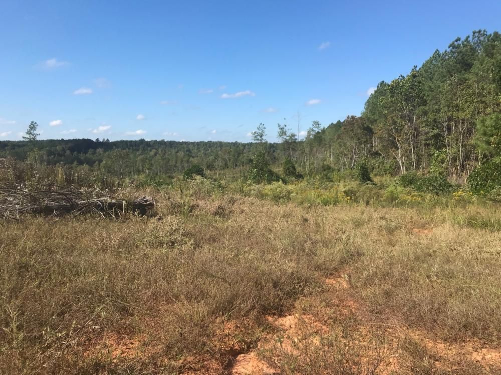 Bankston, Fayette County, AL Recreational Property, Timberland Property