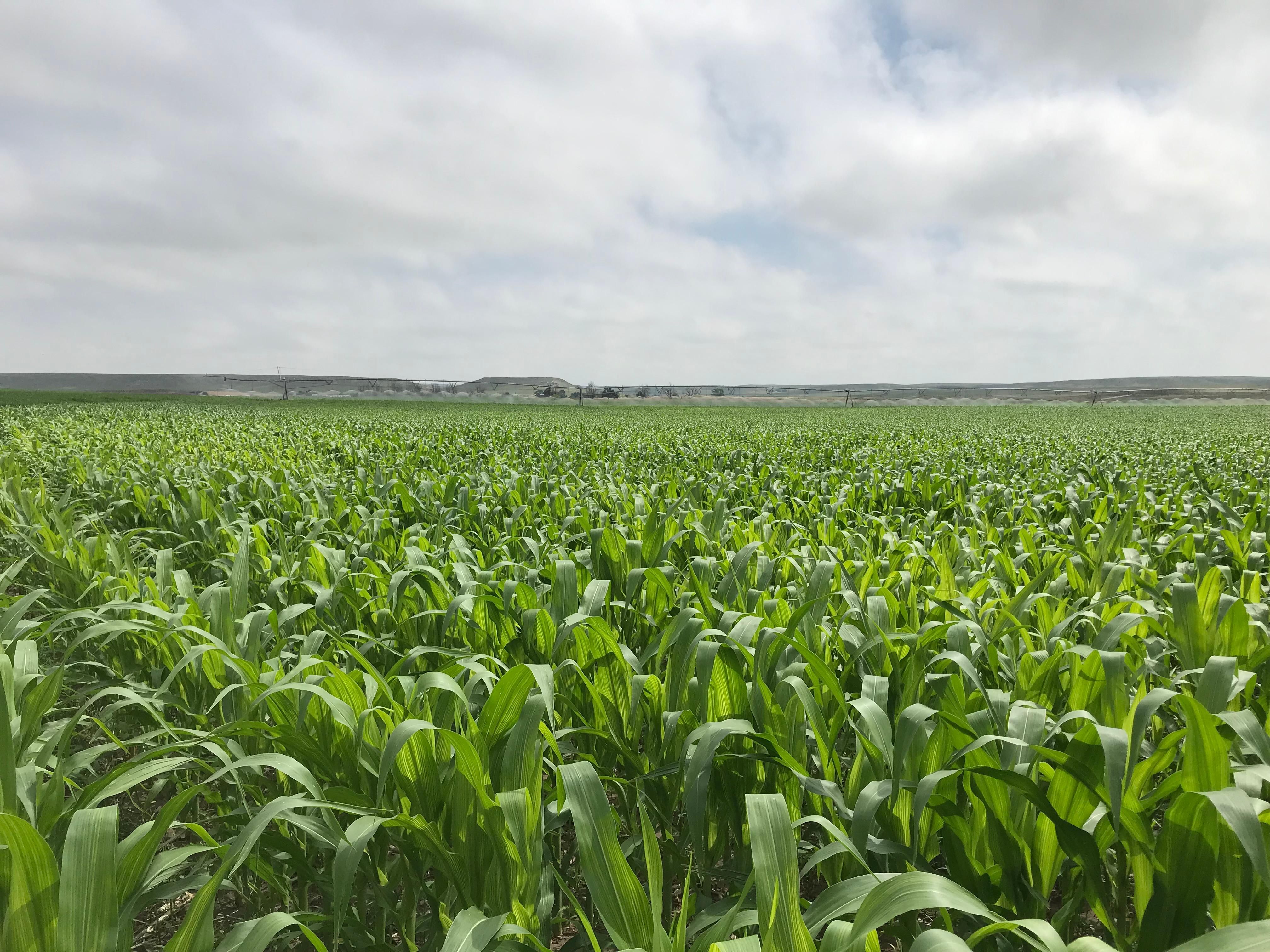 Bridgeport, Morrill County, NE Farms and Ranches, Undeveloped Land