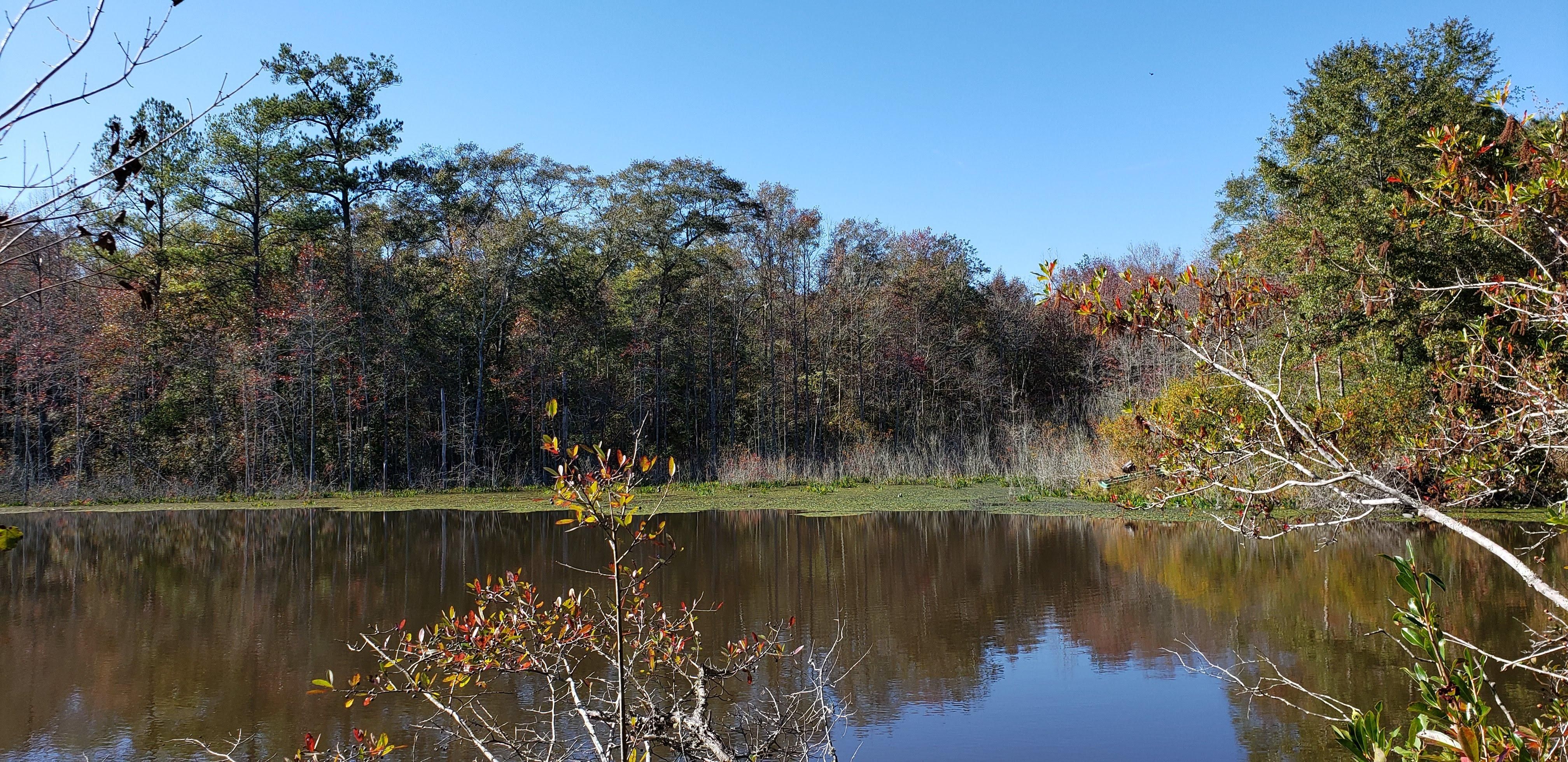 Lumpkin, Stewart County, GA Farms and Ranches, Timberland Property